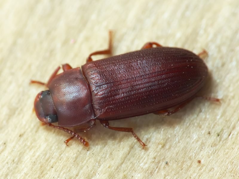 Cynaeus angustus (Leconte, 1851)